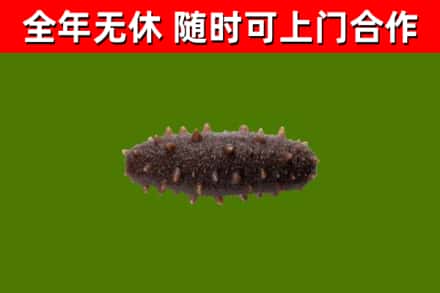 板芙镇回收海参干